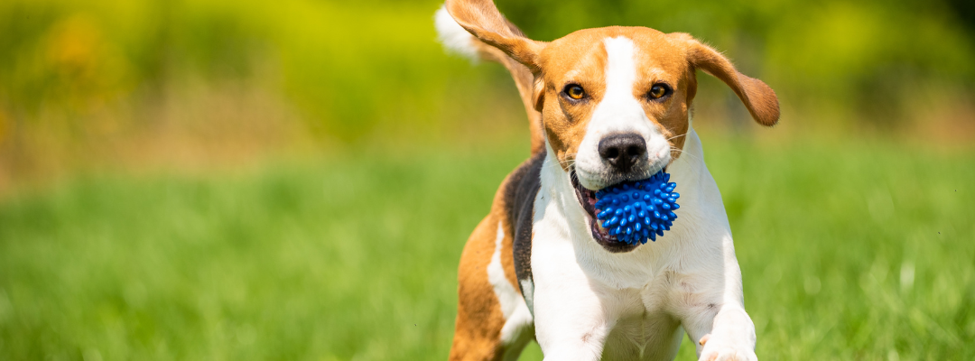A beagle dog running on a green grass field while holding a blue textured squeaky toy in its mouth.